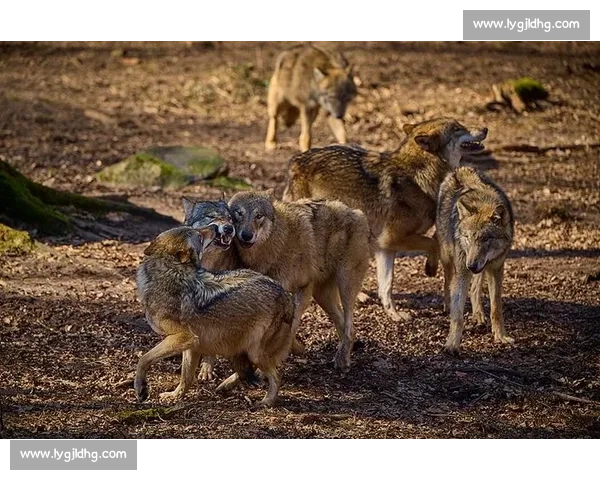 群狼逆袭多伦多：VCT CN 赛区的崛起之路